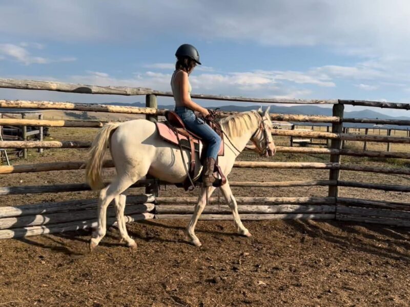 3 yr old cremello gelding from Fox Hog HMA
