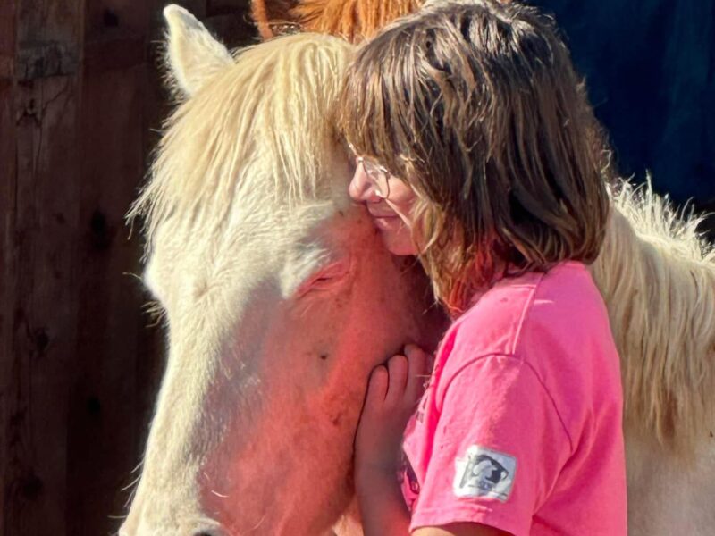 3 yr old cremello gelding from Fox Hog HMA