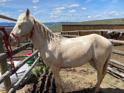 3 yr old cremello gelding from Fox Hog HMA