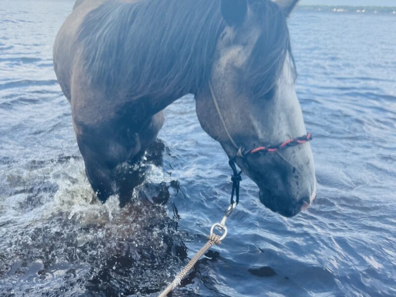 Pocket Size mustang mare