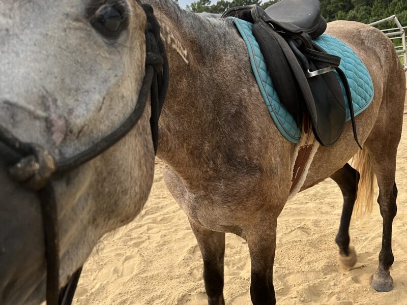 Pocket Size mustang mare