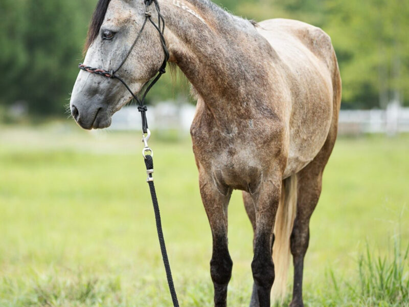 Pocket Size mustang mare