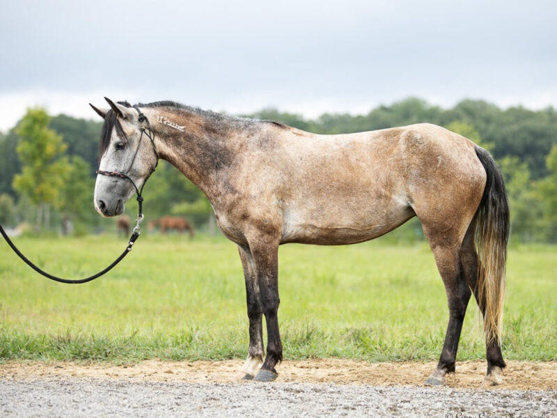 Pocket Size mustang mare