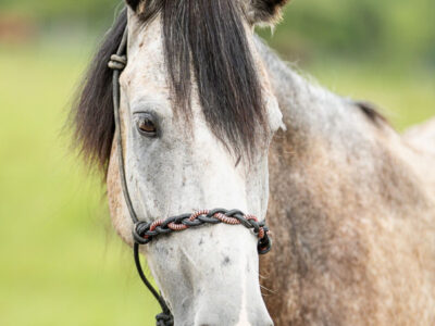 Pocket Size mustang mare