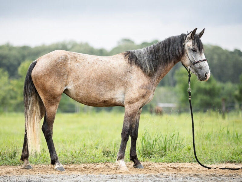 Pocket Size mustang mare