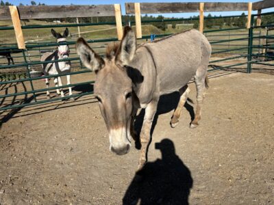 21 year old gelding super friendly