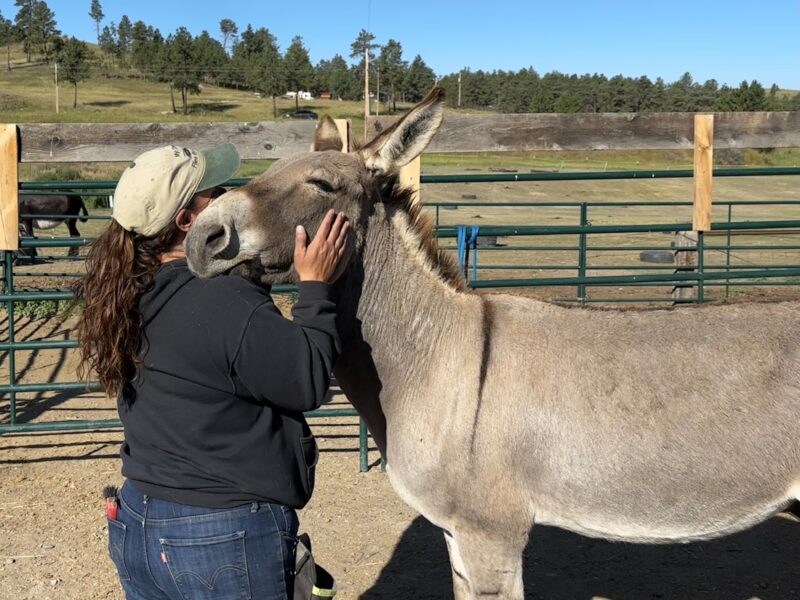 21 year old gelding super friendly