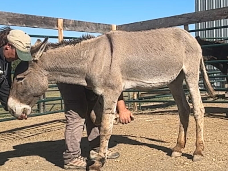 21 year old gelding super friendly