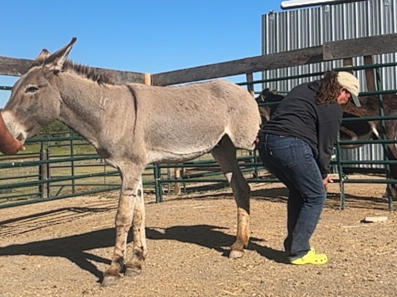 21 year old gelding super friendly