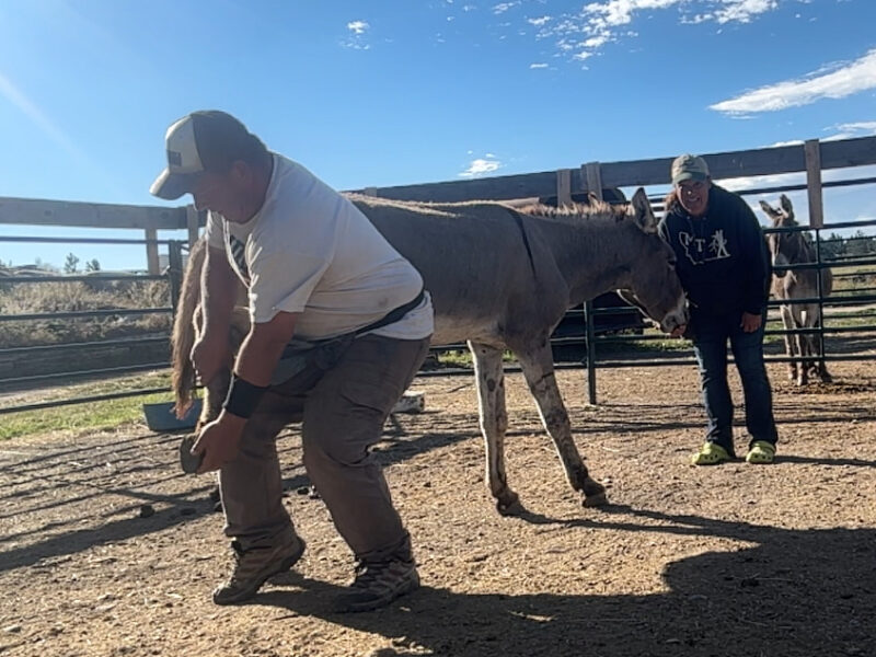 21 year old gelding super friendly