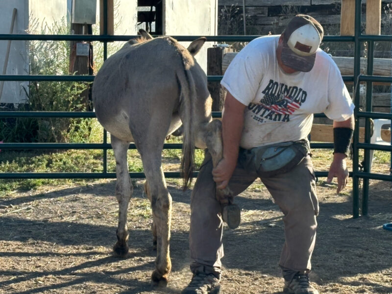 21 year old gelding super friendly