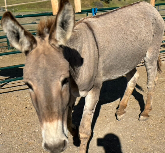 21 year old gelding super friendly