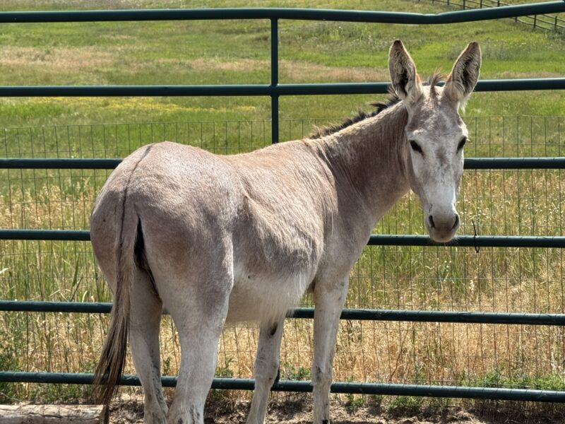 Cora Belle Burro