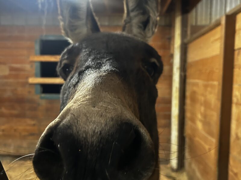 “Ralph” Calm Bull Frog HMA Gelding