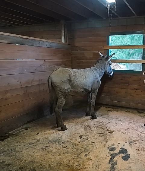 “Ralph” Calm Bull Frog HMA Gelding