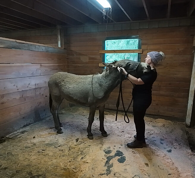 “Ralph” Calm Bull Frog HMA Gelding