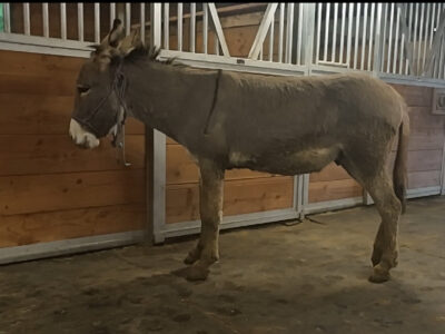 “Felix” - Extremely kind and outgoing gelding