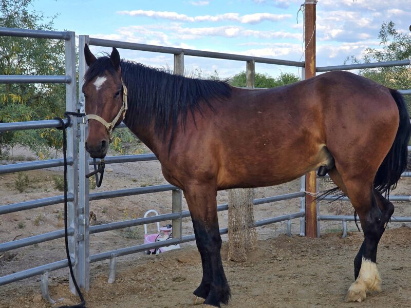 "Theo" - sweet, willing 3 yr old gelding