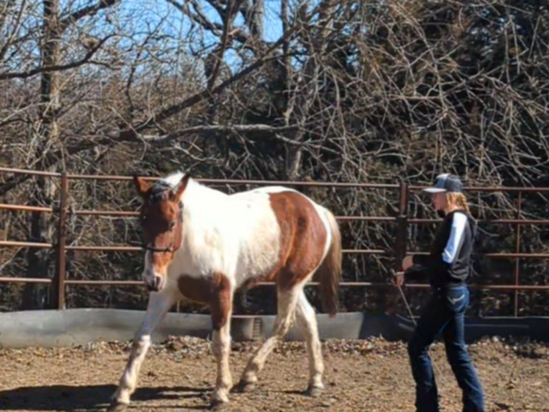 4-year-old mustang gelding "River"
