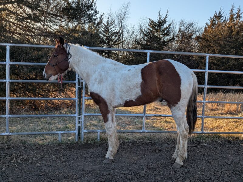 4-year-old mustang gelding "River"