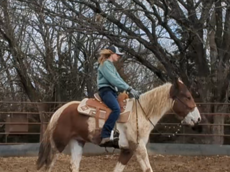 4-year-old mustang gelding "River"