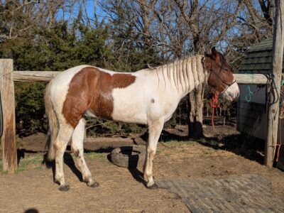 4-year-old mustang gelding "River"