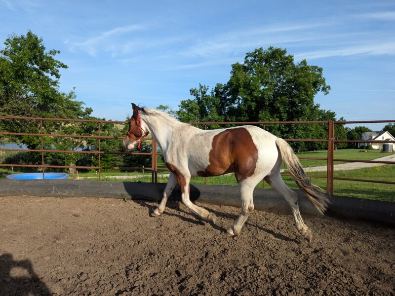 4-year-old mustang gelding "River"