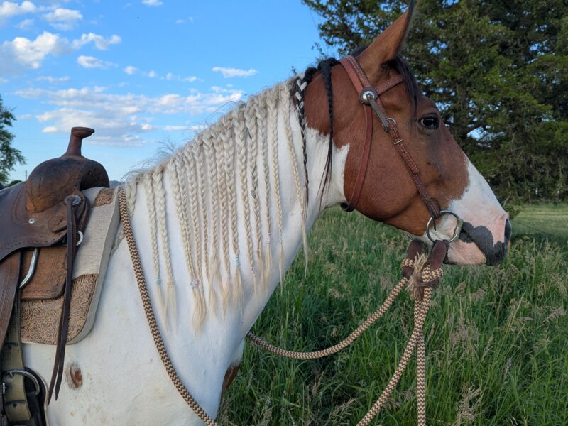 4-year-old mustang gelding "River"