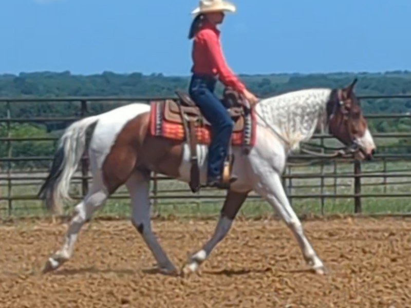 4-year-old mustang gelding "River"