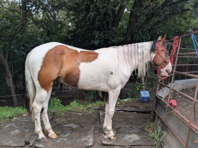 4-year-old mustang gelding "River"