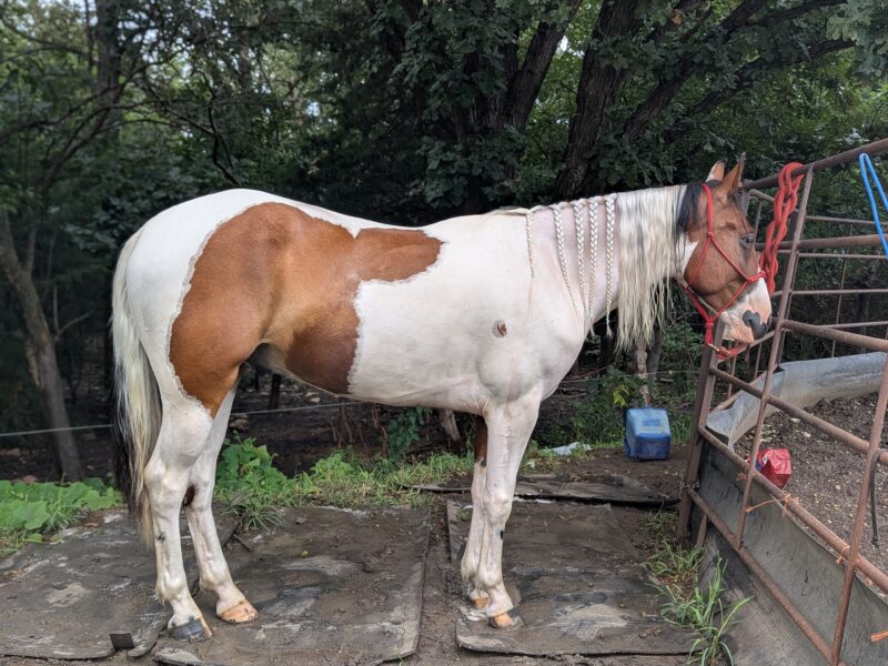 4-year-old mustang gelding "River"