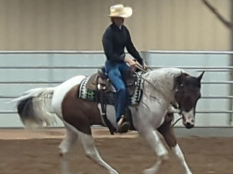4-year-old mustang gelding "River"