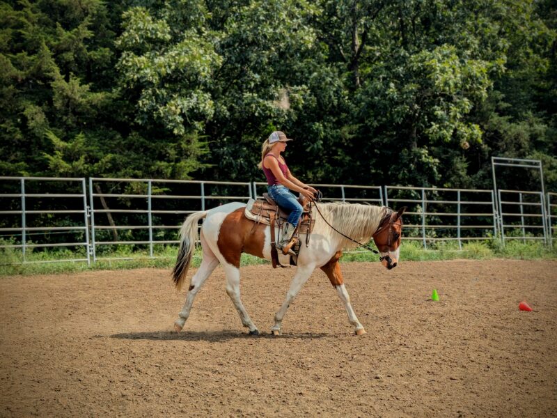4-year-old mustang gelding "River"