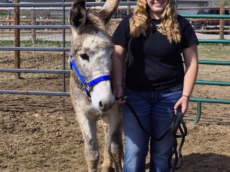 "Don't throw away your shot".... at adopting Hamilton