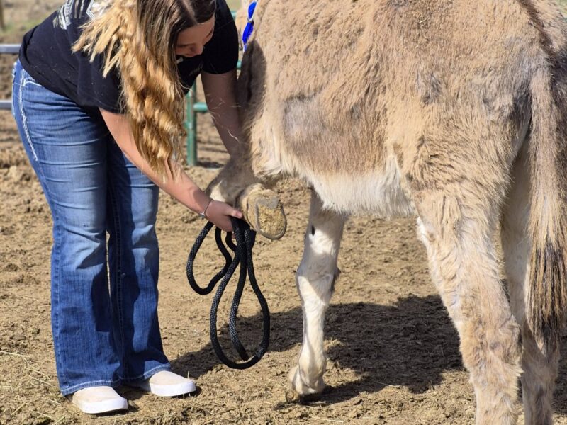 "Don't throw away your shot".... at adopting Hamilton