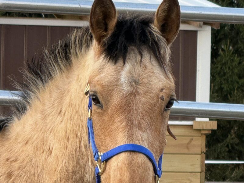 "Frappe" - Sale Authority Coming 2yo