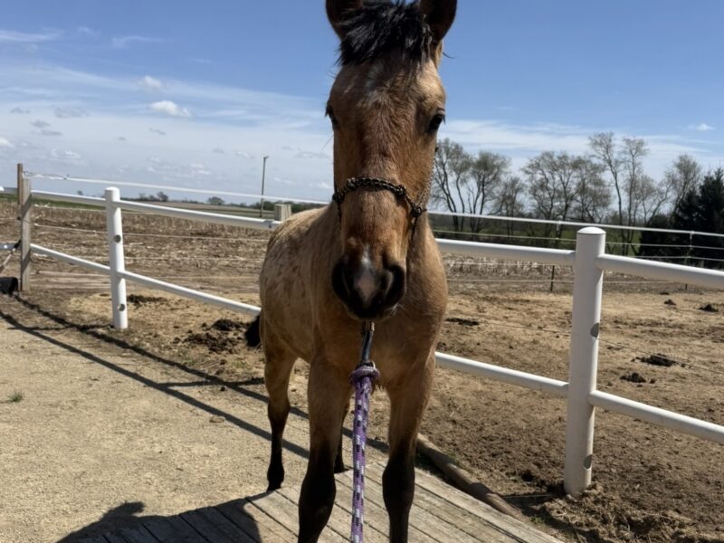 "Frappe" - Sale Authority Coming 2yo