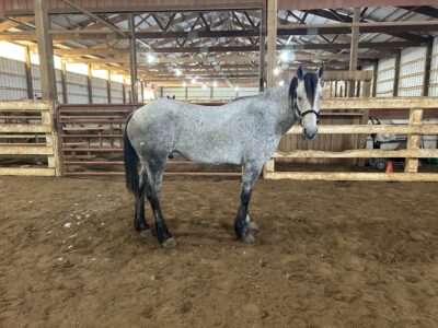 A Cinch Of Class (Cinch) 💙