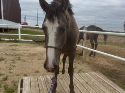 CA Lightning McQueen, 2yo Gelding