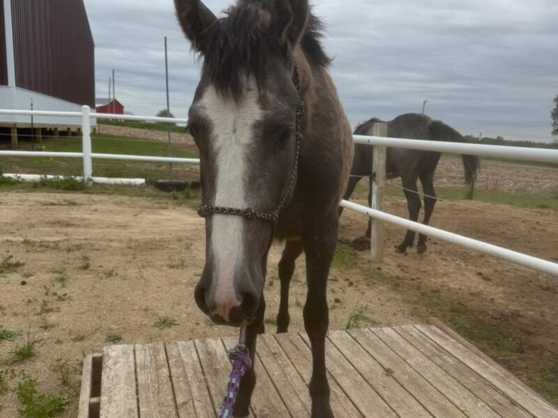 CA Lightning McQueen, 2yo Gelding