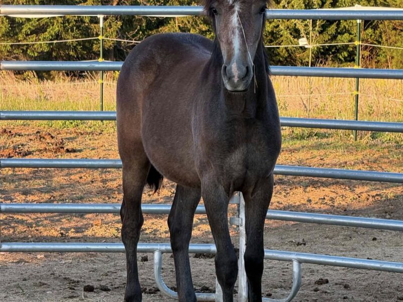 CC American Made, Stocky Yearling Filly