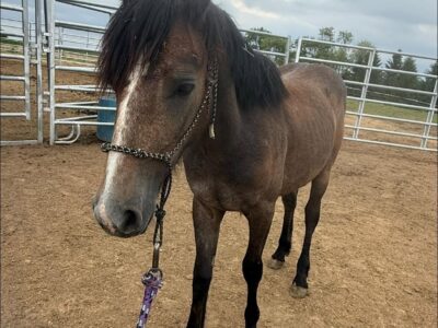 CC American Made, Stocky Yearling Filly