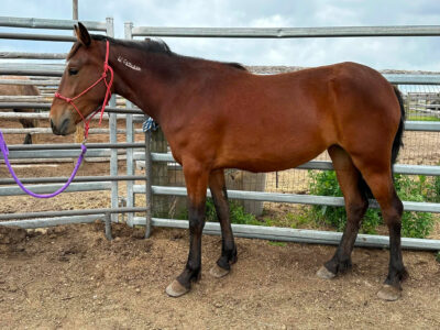 Echo - 2 year old mare from Muskrat Basin, WY