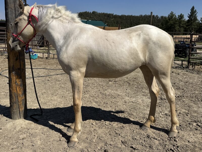 South Steens Barbie Dream Yearling!