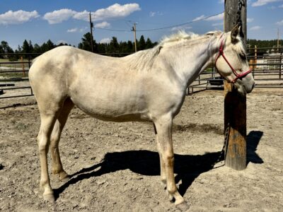 South Steens Barbie Dream Yearling!
