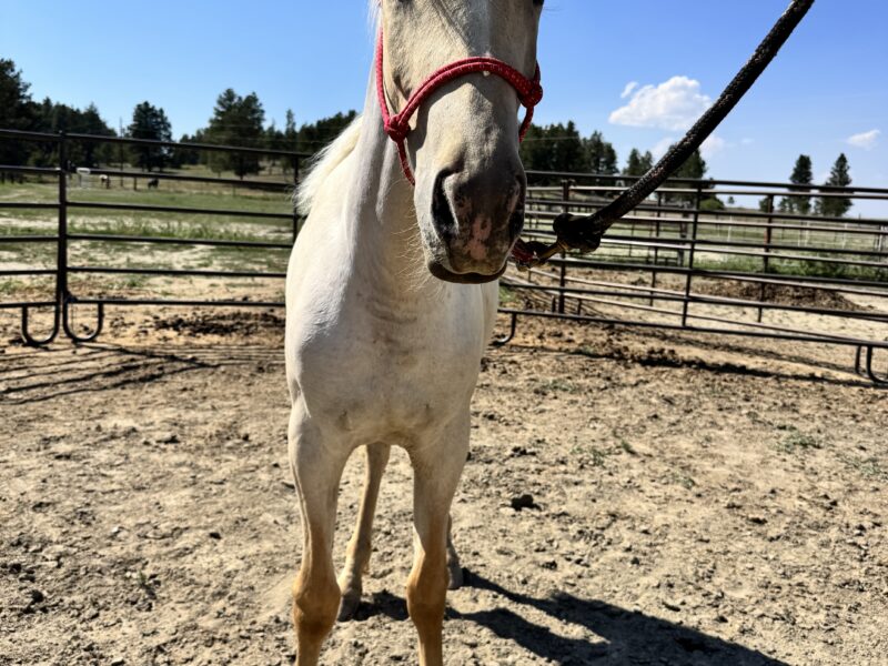 South Steens Barbie Dream Yearling!