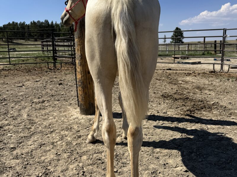 South Steens Barbie Dream Yearling!