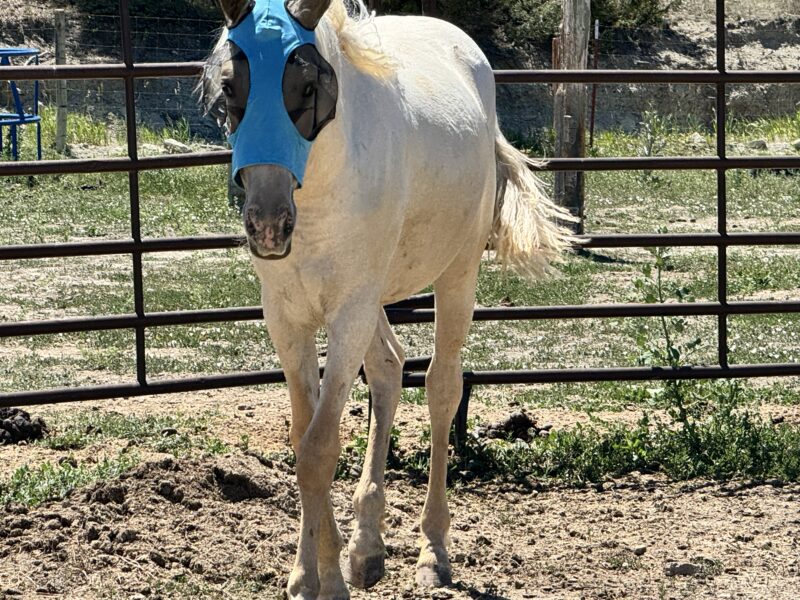 South Steens Barbie Dream Yearling!