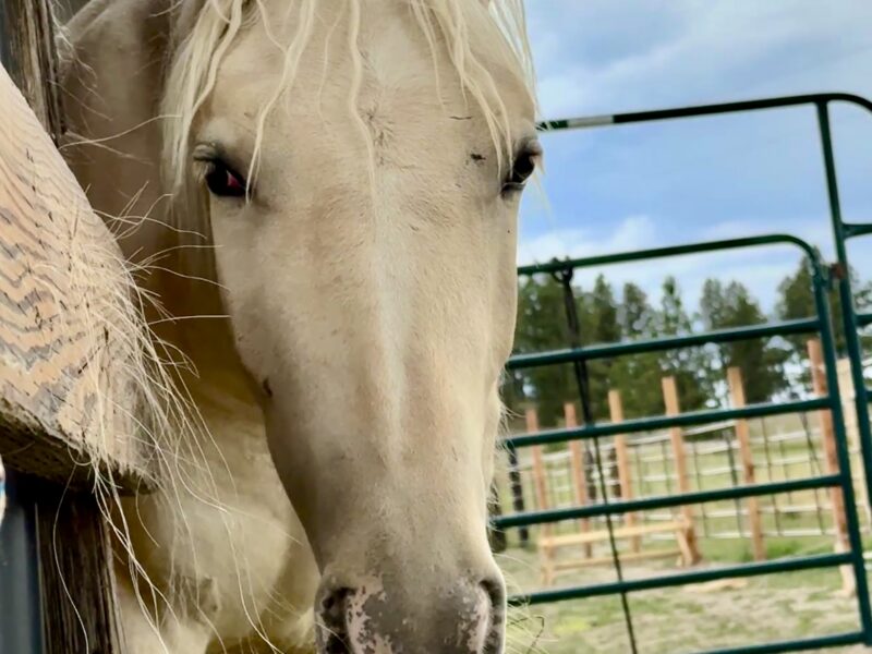 South Steens Barbie Dream Yearling!