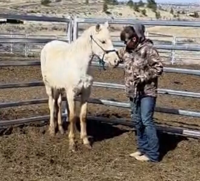 South Steens Barbie Dream Yearling!